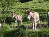 Tignale liegt im Herzen des Naturparks Obergarda