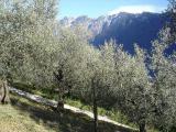 Olivenbume in Tignale am Gardasee
